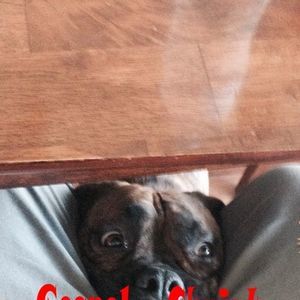 Meet your Posher, Chandler